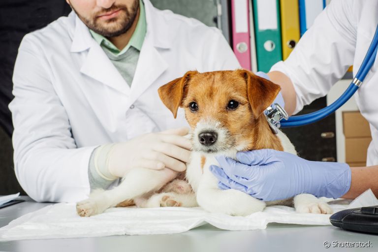 Câmara aprova novo projeto sobre maus-tratos a animais