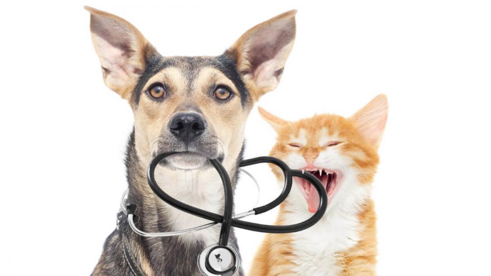 Castração de Cães e Gatos: