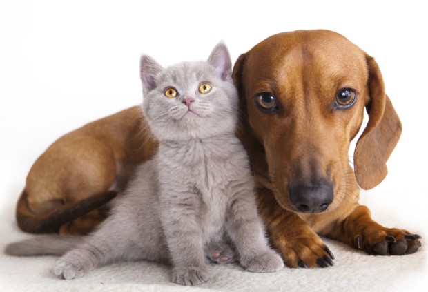 Já está em vigor a lei que proíbe o sacrifício de cães e gatos no estado de Minas Gerais