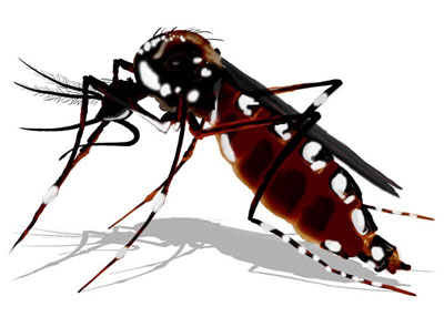 Luta contra o mosquito