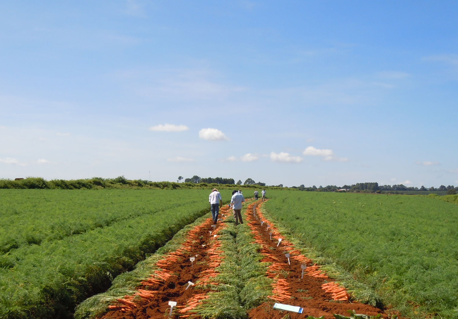 Localizada em Guimarânia (MG), a unidade desenvolve produtos de genética genuinamente brasileira