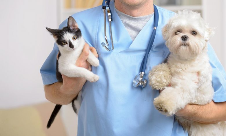 Castração de Cães e Gatos: