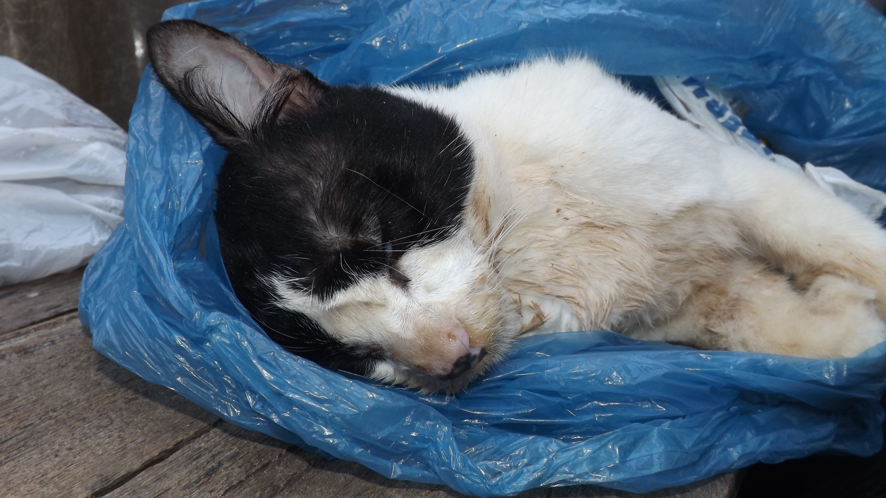 Gatos são envenenados no Largo do Ó