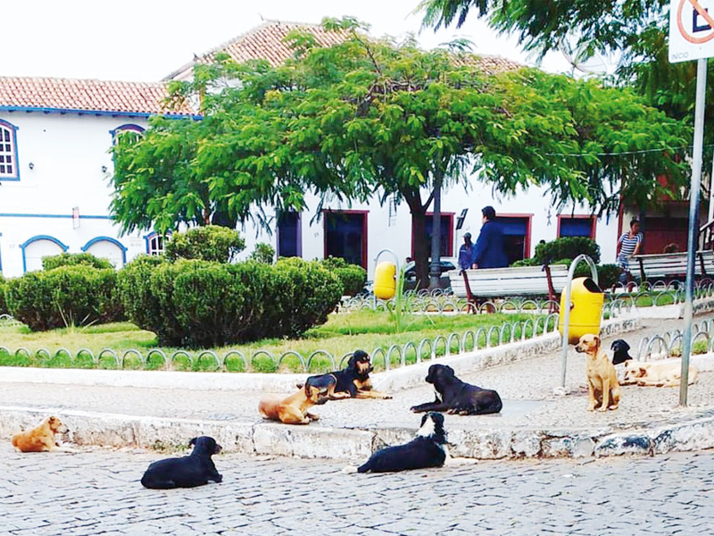 Abandonados, cães ocupam ruas e praças da cidade