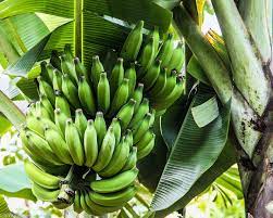 Emater-MG incentiva produção de banana orgânica em Ravena