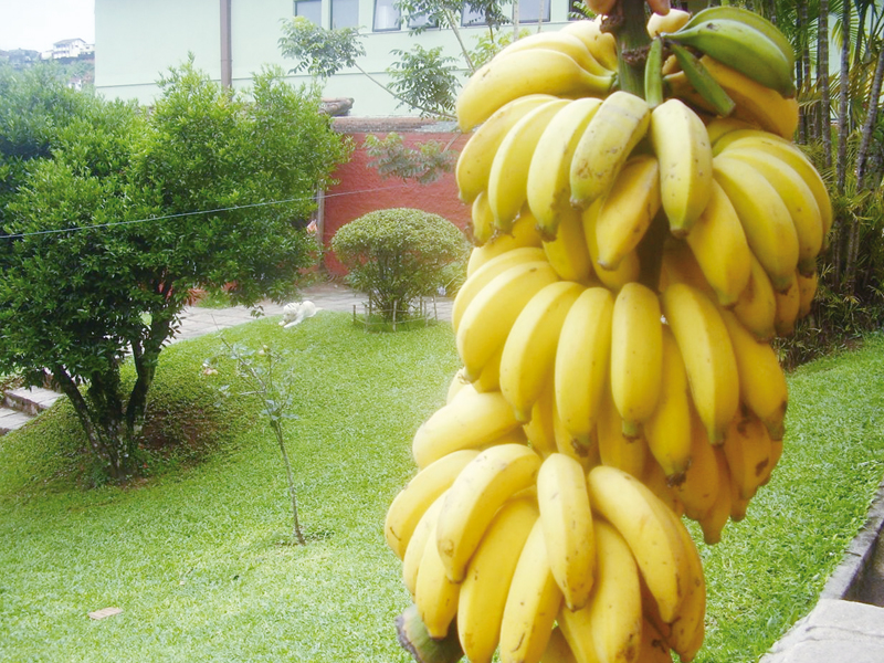 Vem aí o 8º Festival da Banana de Ravena