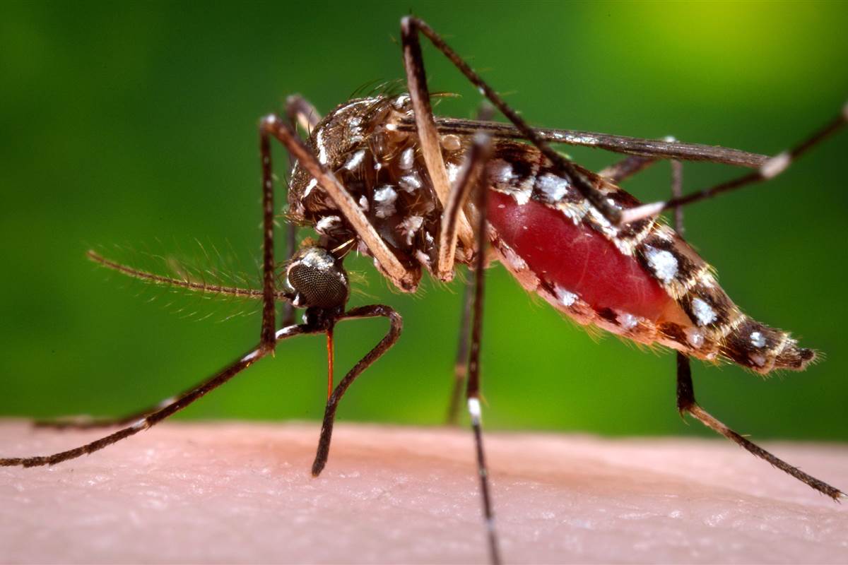 Água sanitária ajuda no combate à larva do Aedes aegypti 
