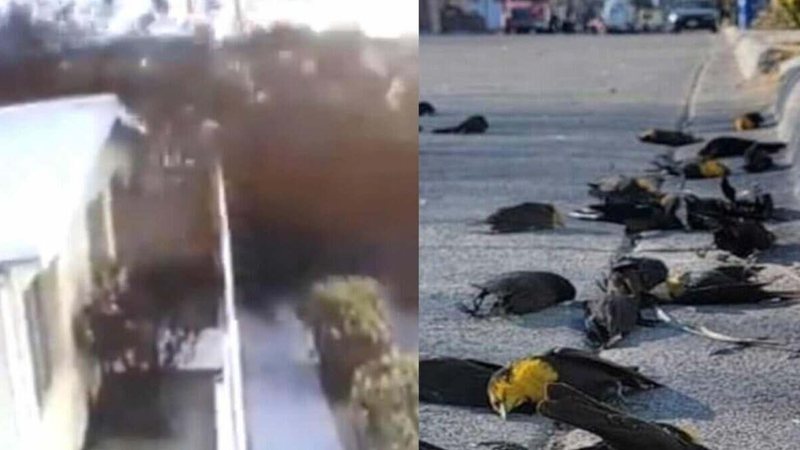 No México, centenas de pássaros despencam do céu e morrem 
