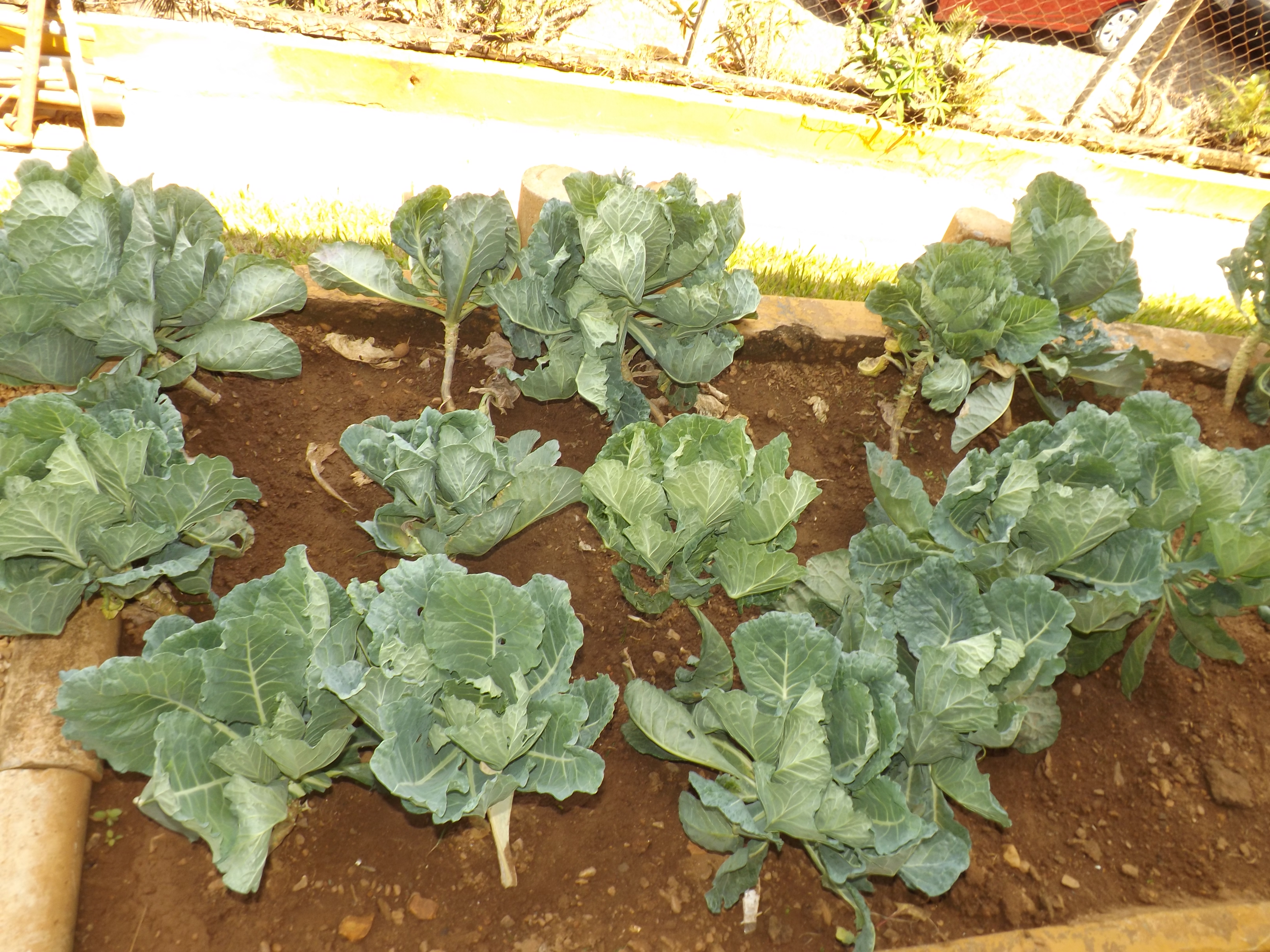 Horta no Novo Mundo incentiva boa alimentação dos alunos