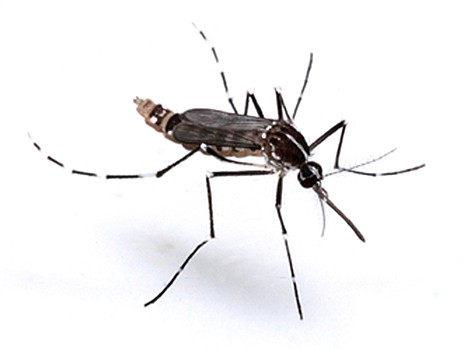 Governo Federal une esforços no combate ao mosquito