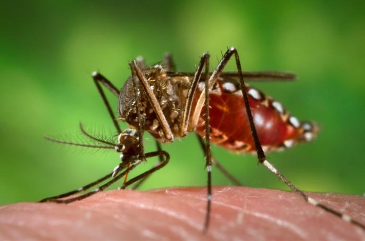 A Dengue não voltou, ela sempre esteve aqui!