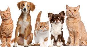 Prefeitura disponibiliza cadastro para castração gratuita de cães e gatos