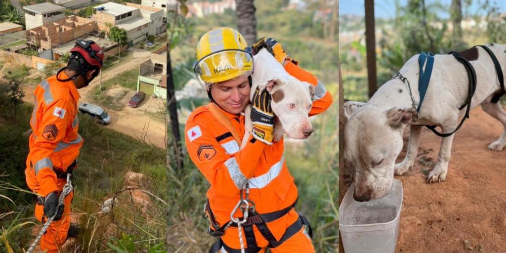 Cães são resgatados após caírem em talude de 150 m em Sabará