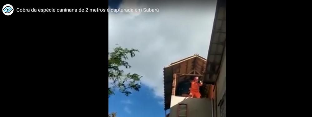 Bombeiros capturam cobra da espécie caninana em uma casa em Sabará