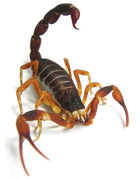 Combate aos escorpiões 