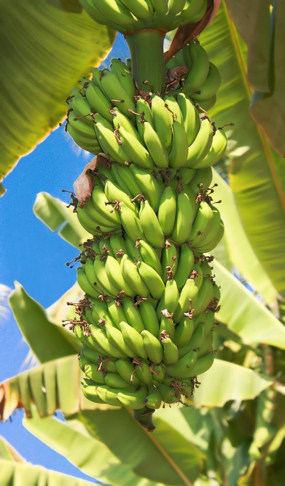 Festival da banana voltará a ser realizado na Praça Nossa Senhora da Assunção no Distrito de Ravena em Sabará