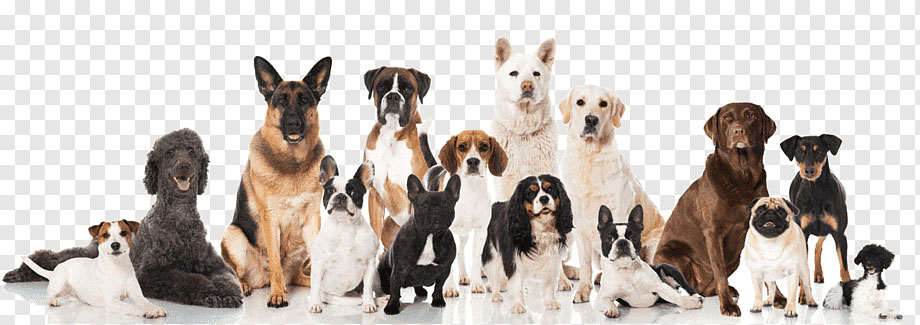 Os mais bem-sucedidos depois dos humanos