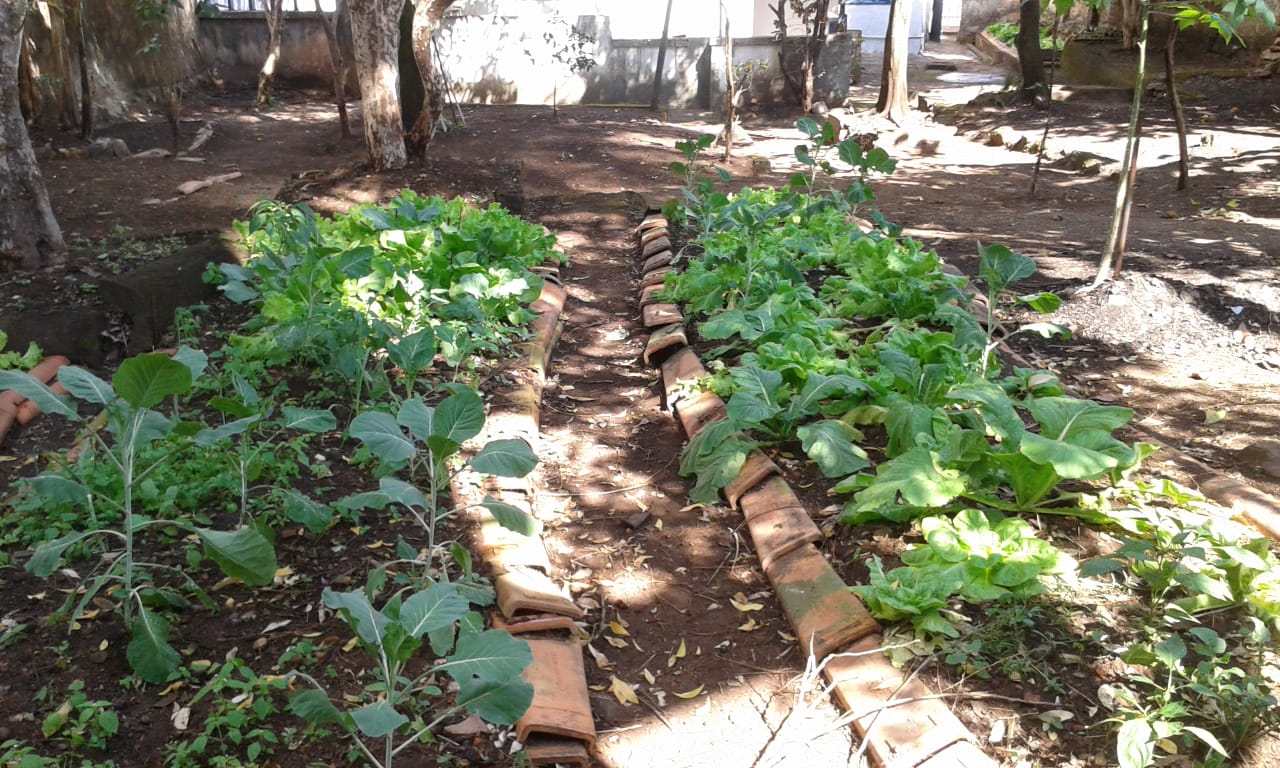 Horta comunitária ajuda assistidos da SSVP