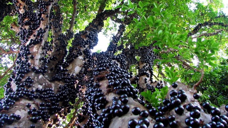 Derivados da Jabuticaba recebem selo de origem do INPI
