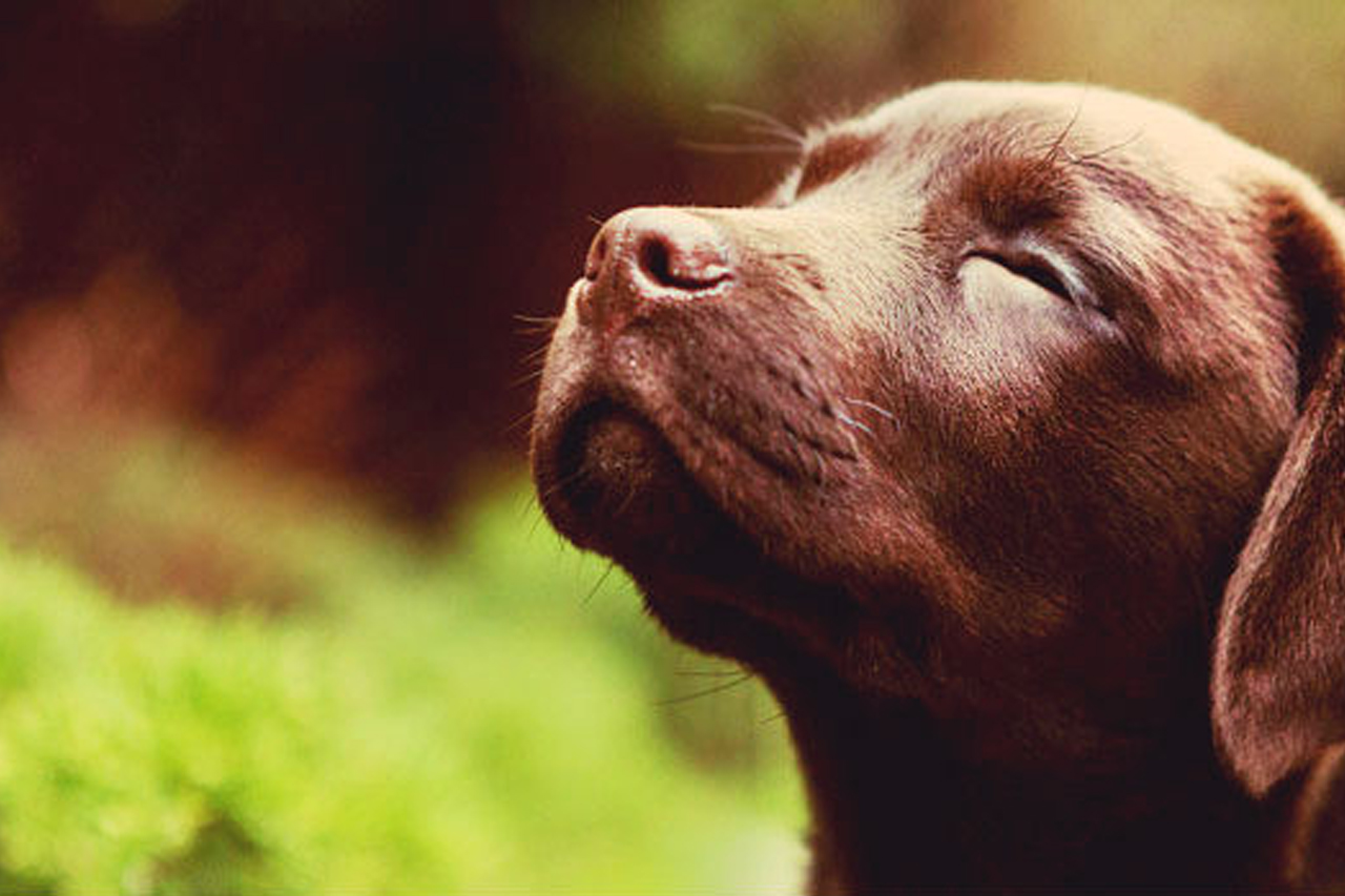 Como diagnosticar e prevenir a Gripe Canina?