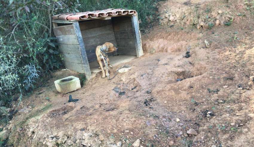 Policial civil é suspeito de maus-tratos a animais em abrigo em Sabará