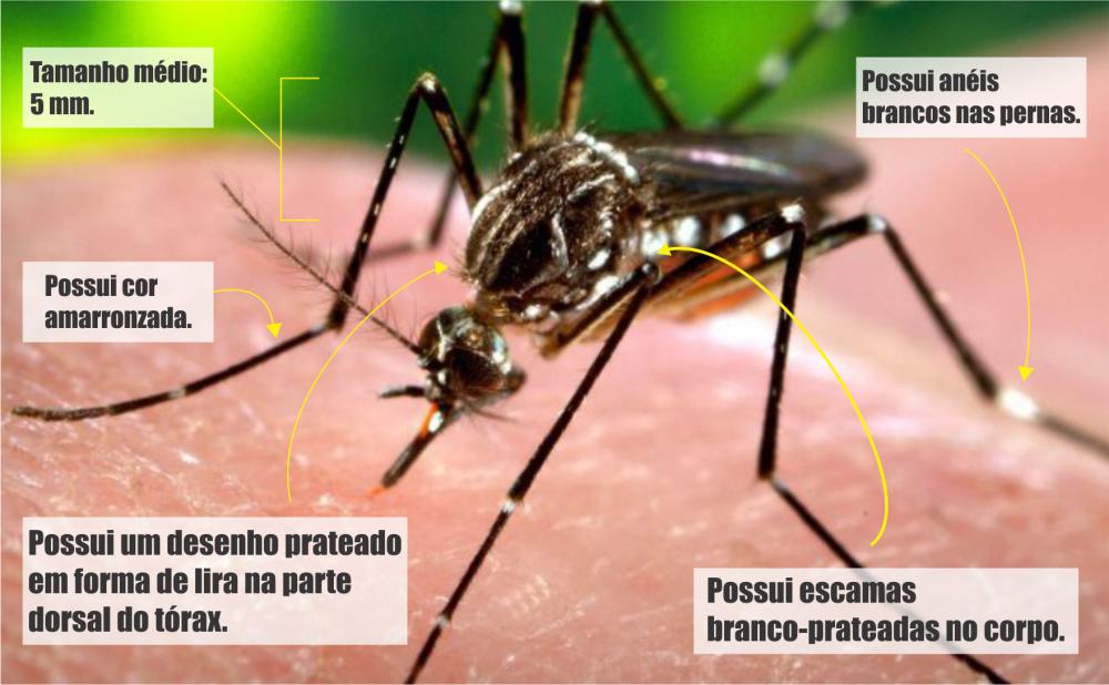 Prefeitura de Sabará promove campanha ao combate ao AEDES AEGYPTI no município