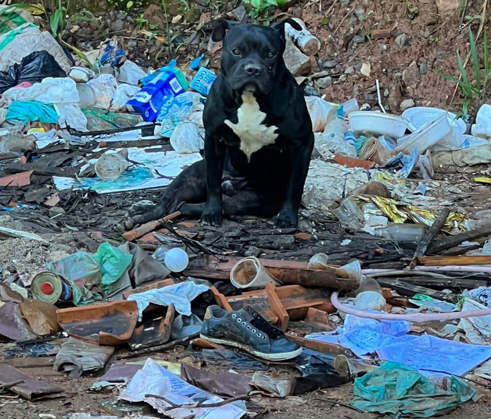 Pitbull é resgatado do lixo na estrada do bairro Pompéu em Sabará