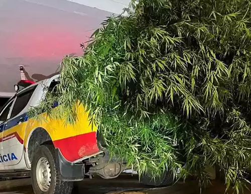 Homem é preso por cultivar pés de maconha de 2,5 m de altura 