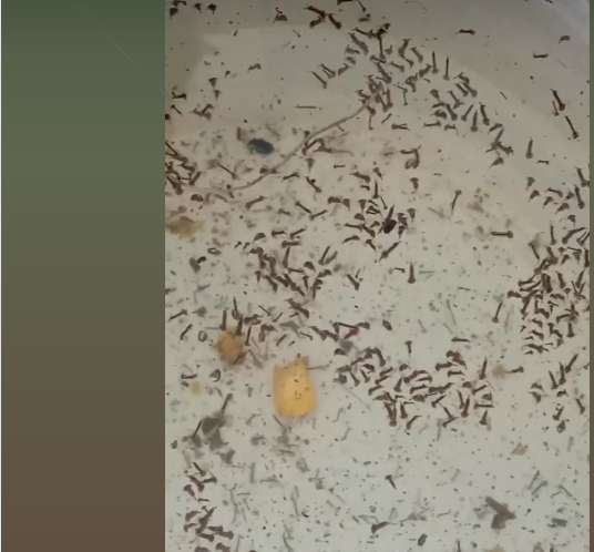 Mutirão contra a dengue no bairro Nossa Senhora de Fátima