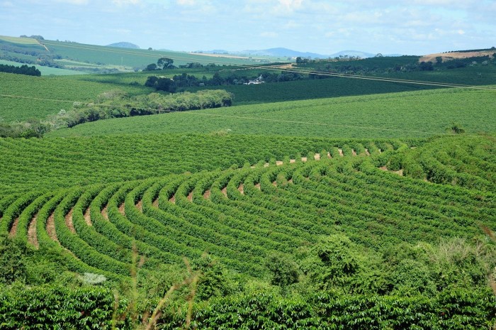 Estado cria agenda estratégica para desenvolvimento da cadeia produtiva do café
