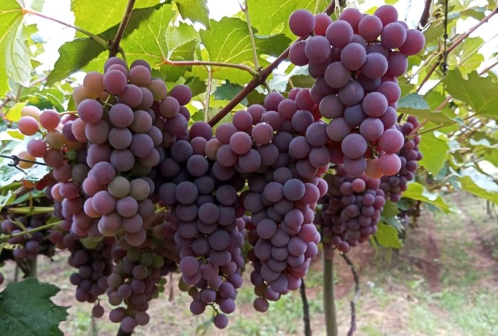 Epamig apresenta projeto para o fortalecimento da viticultura familiar em Caldas e região