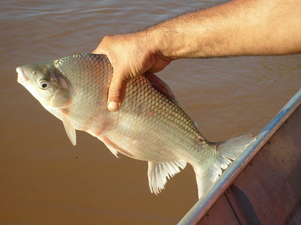 Emissão de carteiras de pesca amadora está mais prática e eficiente