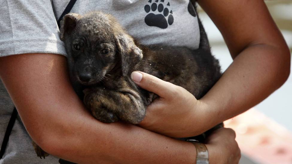 Inscrição para Programa Estadual de Resgate de Animais Domésticos termina quinta-feira (25/5)