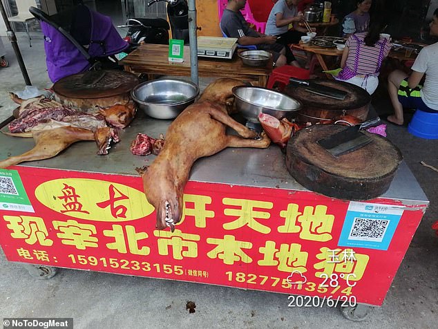 Ativistas planejam resgatar animais roubados na China para festival de carne de cachorro
