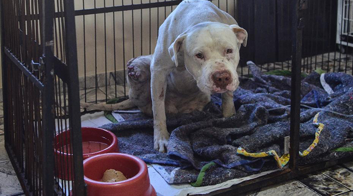 Pitbull que teve as patas decepadas será tratado no Hospital Veterinário Faculdade Arnaldo 