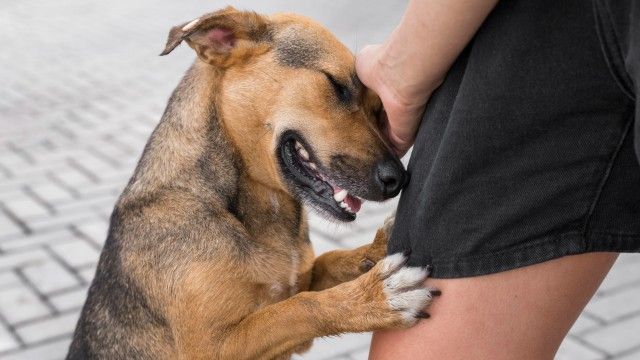DiamondMall em Belo Horizonte recebe feira de adoção de pets