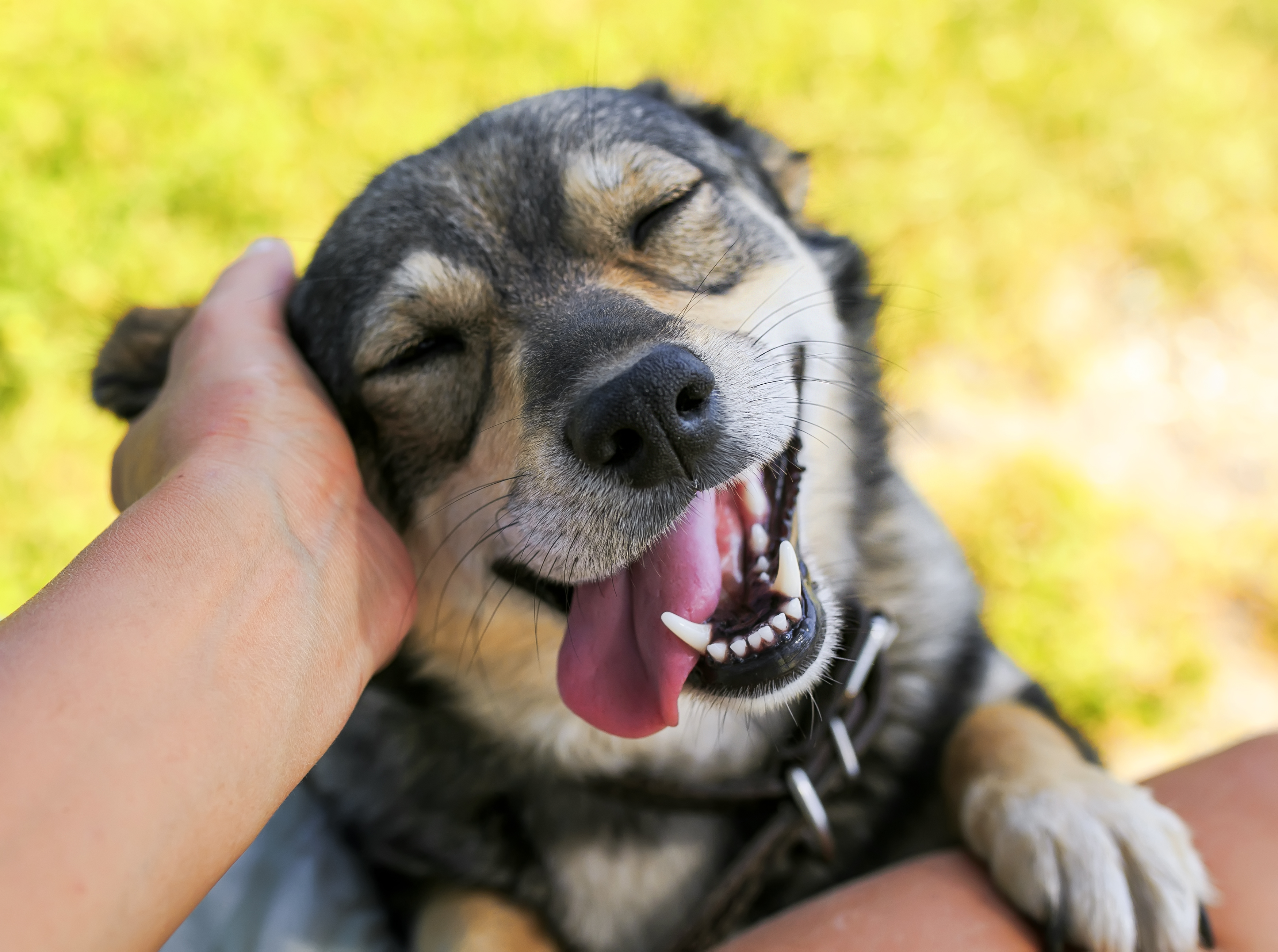 BH recebe 1º curso de Direito Animal ao vivo