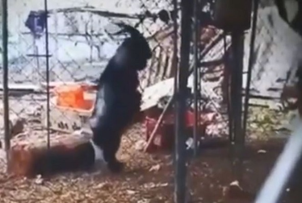 Vídeo de um bode andando sobre as patas traseiras viraliza na internet