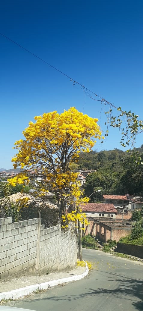 Chegou Setembro e Sabará é presenteada com as belezas dos ipês