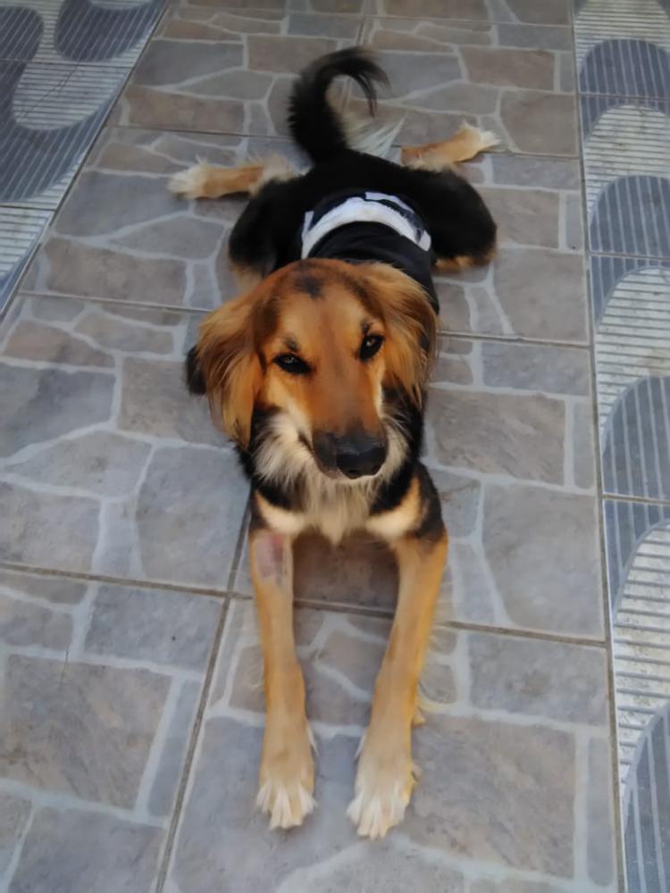 Estado lança edital para repasse de R$ 1,1 milhão à assistência médico-veterinária itinerante de cães e gatos em Minas