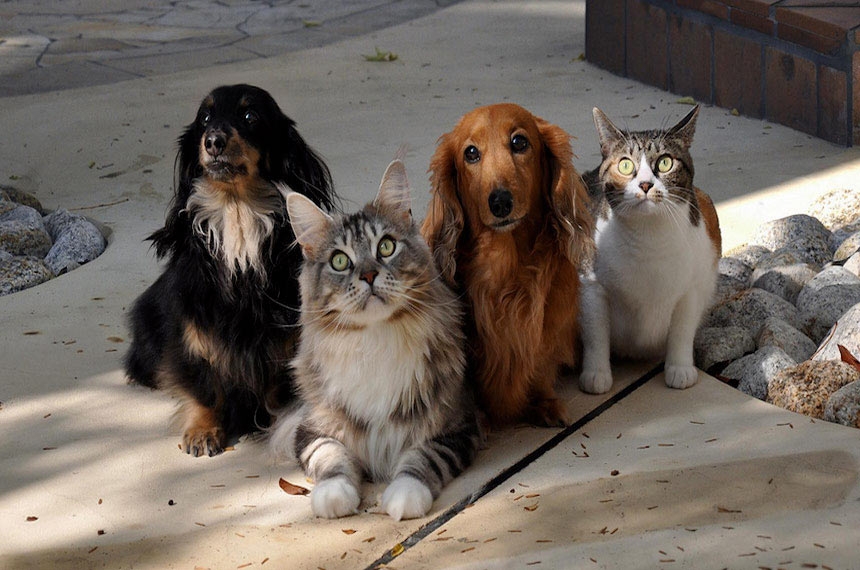 Sancionada lei que aumenta punição a quem maltrata cães e gatos