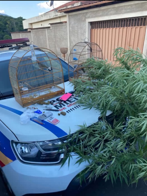 Fim da Colheita! Polícia Militar apreende pés de maconha em Caeté