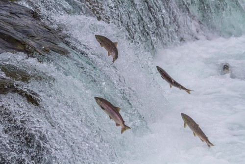 Piracema traz restrições para pesca em Minas 
