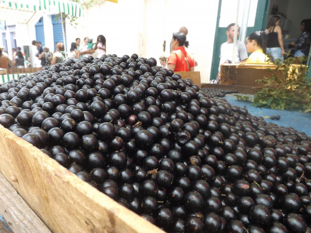 É neste fim de semana o maior Festival da Jabuticaba do Brasil, com estimativa de público de mais de 100 mil pessoas