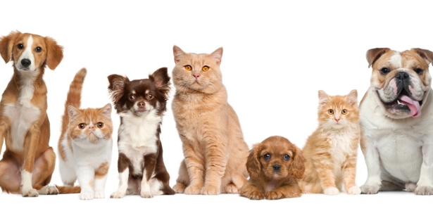 Resolução define regras para fiscalização de laboratórios veterinários