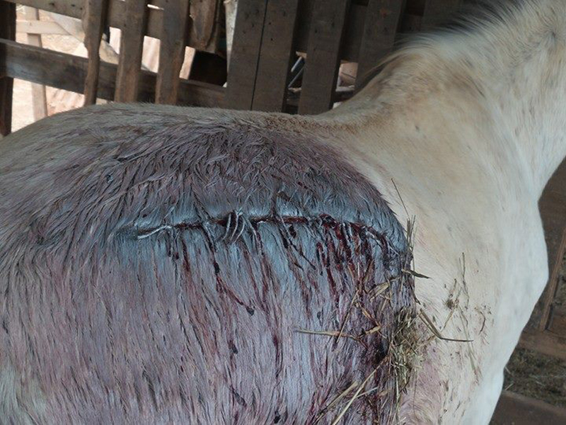 Animais são agredidos no Pompéu