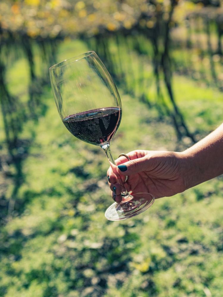 Conheça os benefícios do consumo moderado de vinho para a saúde