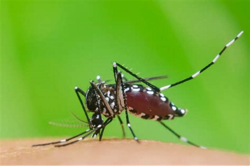 Em um período de 15 dias, Sabará registra aumento de mais de 500% nos casos de dengue