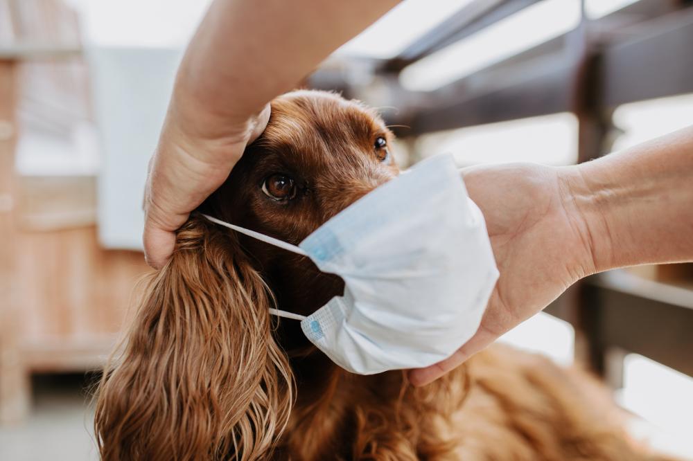 BH tem primeiro animal detectado com o novo coronavírus, diz UFMG