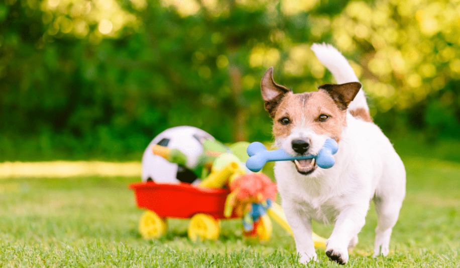 Cães felizes e brincalhões: Surpreenda seu melhor amigo de quatro patas com os brinquedos mais divertidos 